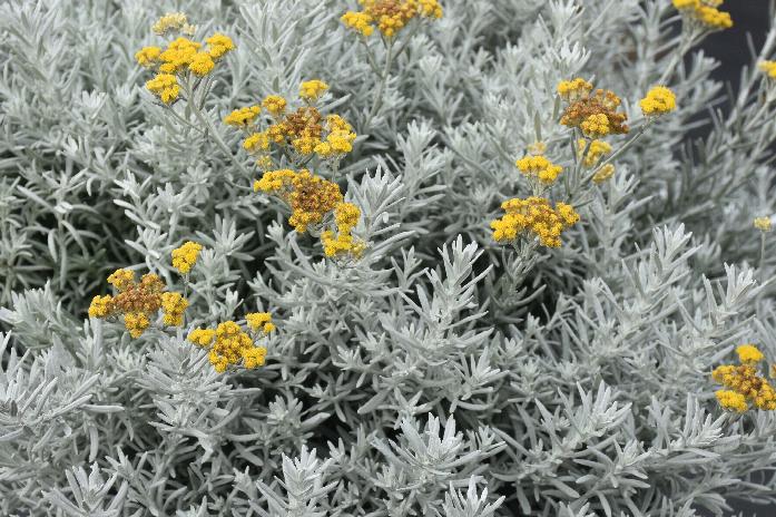 helichrysum-strawflower