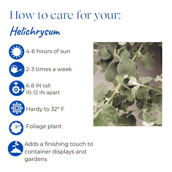 helichrysum-strawflower