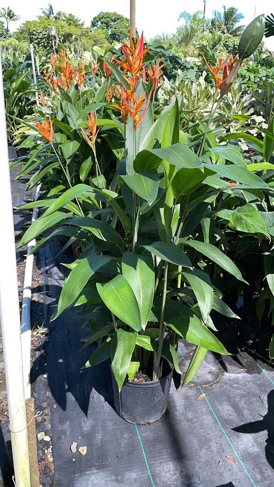 heliconia-aurantiaca