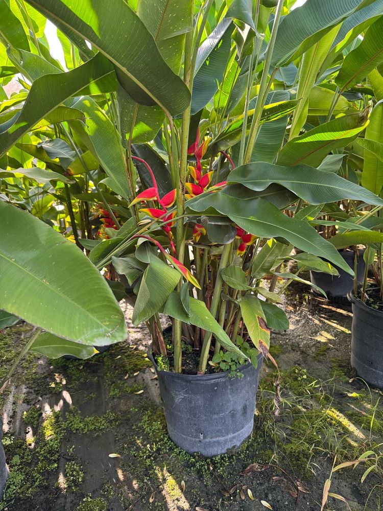 heliconia-bihai-lobster-claw-one