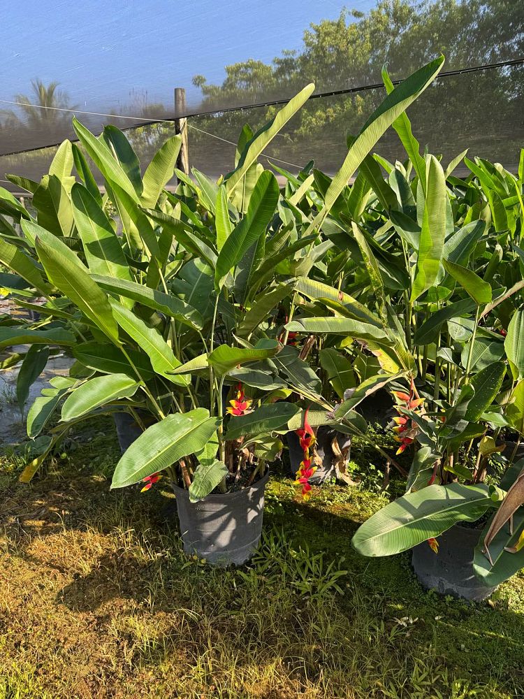 heliconia-bihai-lobster-claw-one