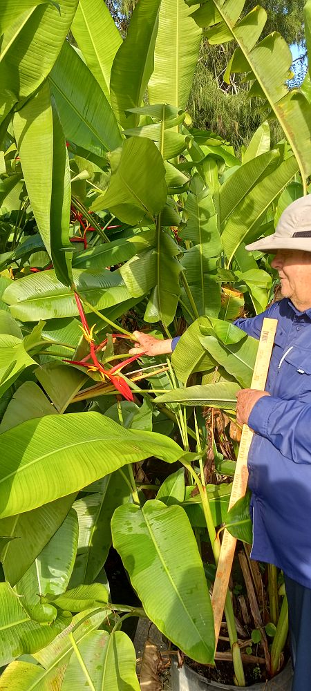heliconia-bihai-lobster-claw-two