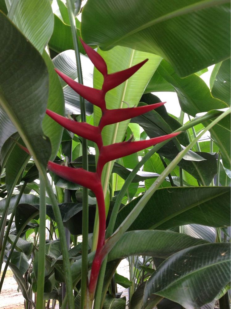 heliconia-bihai