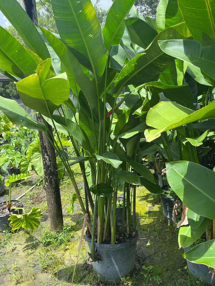 heliconia-bihai