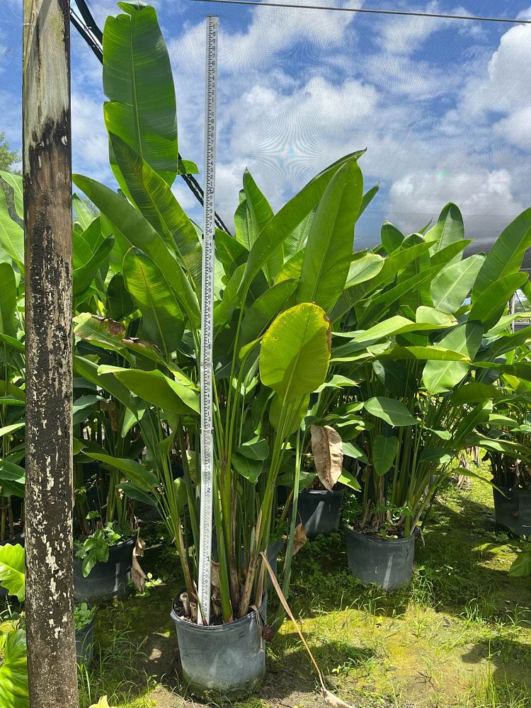heliconia-bihai