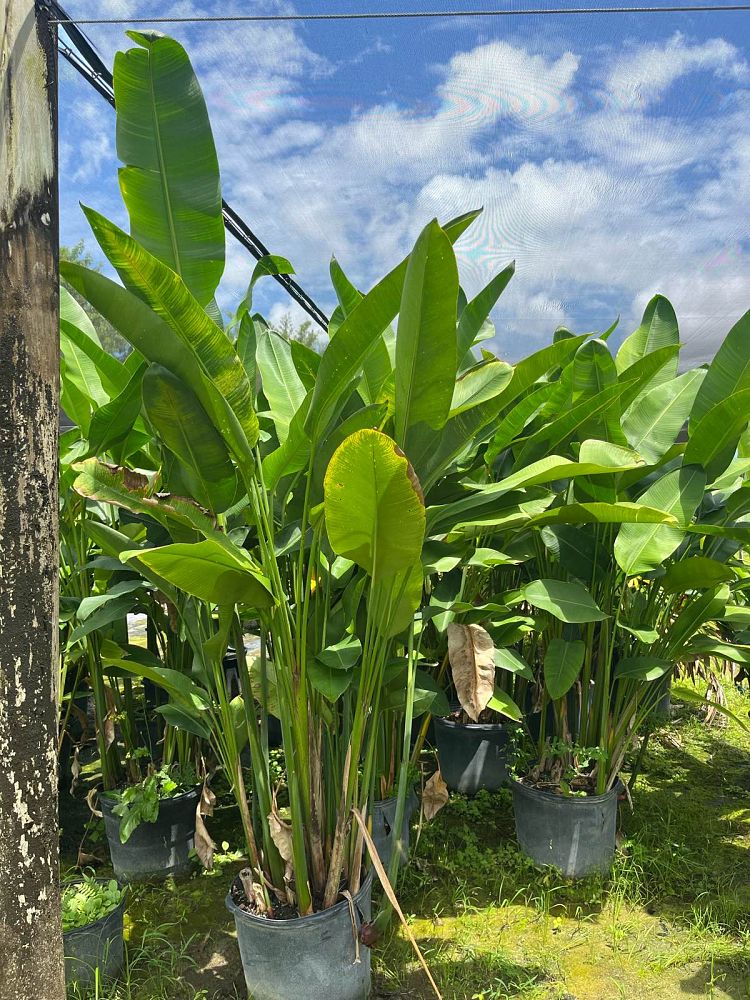 heliconia-bihai