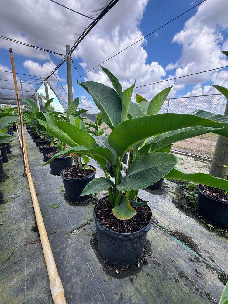 heliconia-bihai