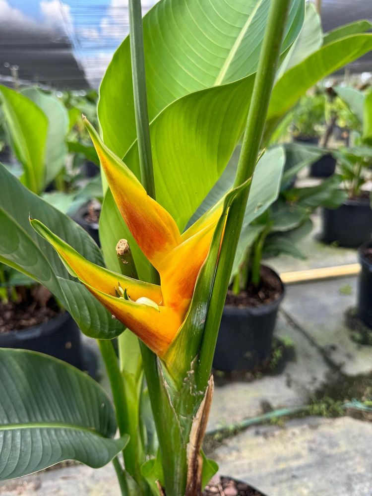 heliconia-bihai
