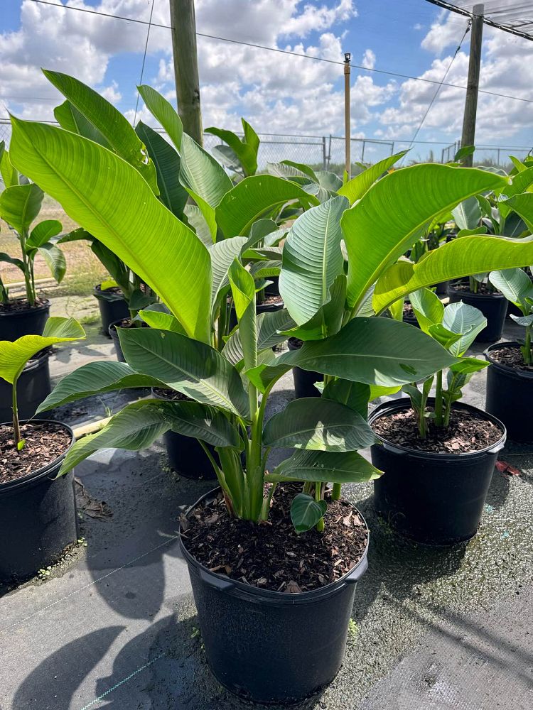 heliconia-bihai