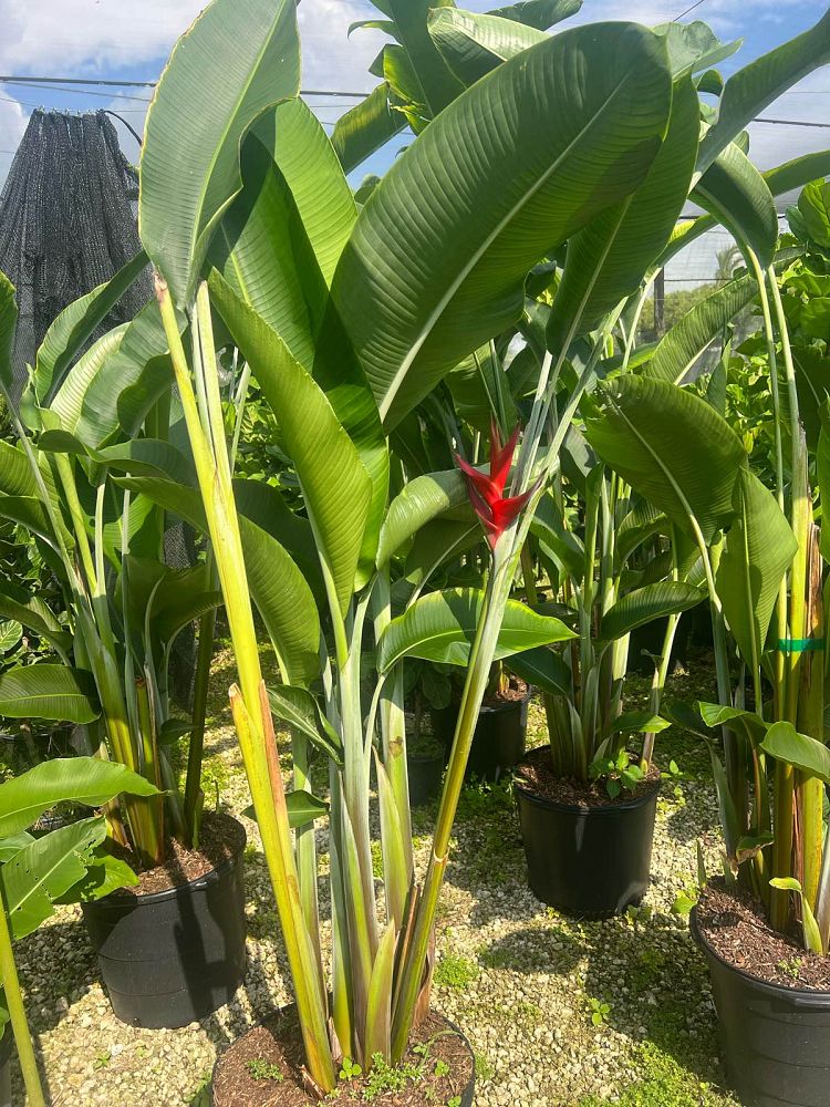 heliconia-bihai-x-caribaea-big-red