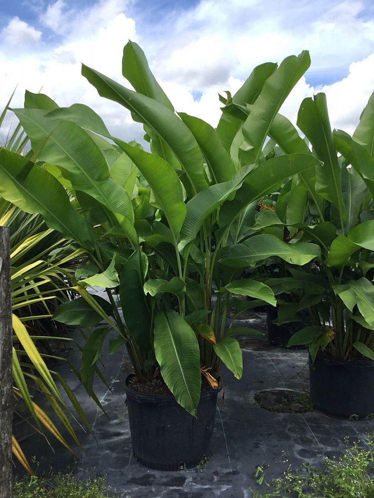 heliconia-caribaea-richmond-red