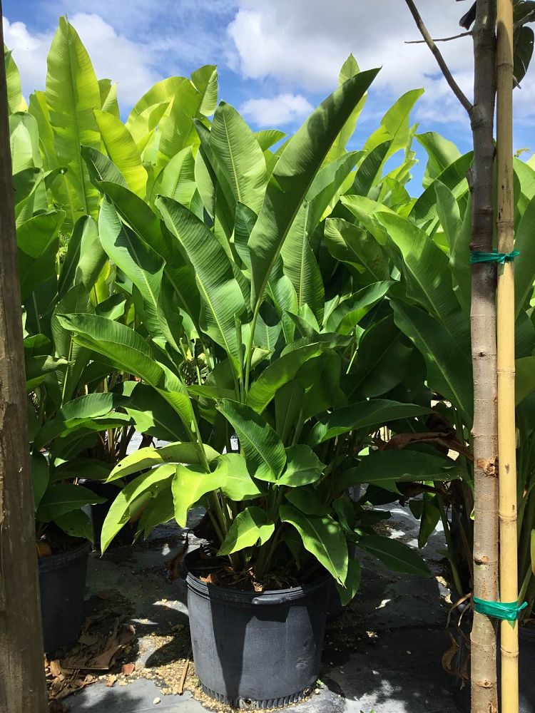 heliconia-caribaea-richmond-red