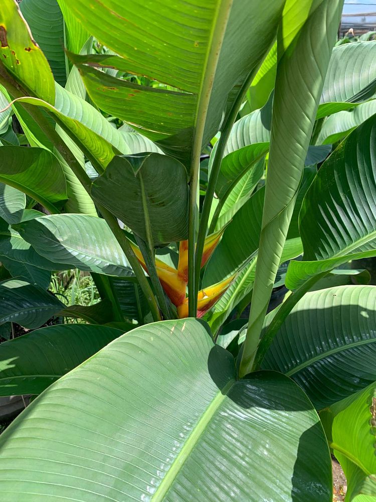 heliconia-caribaea