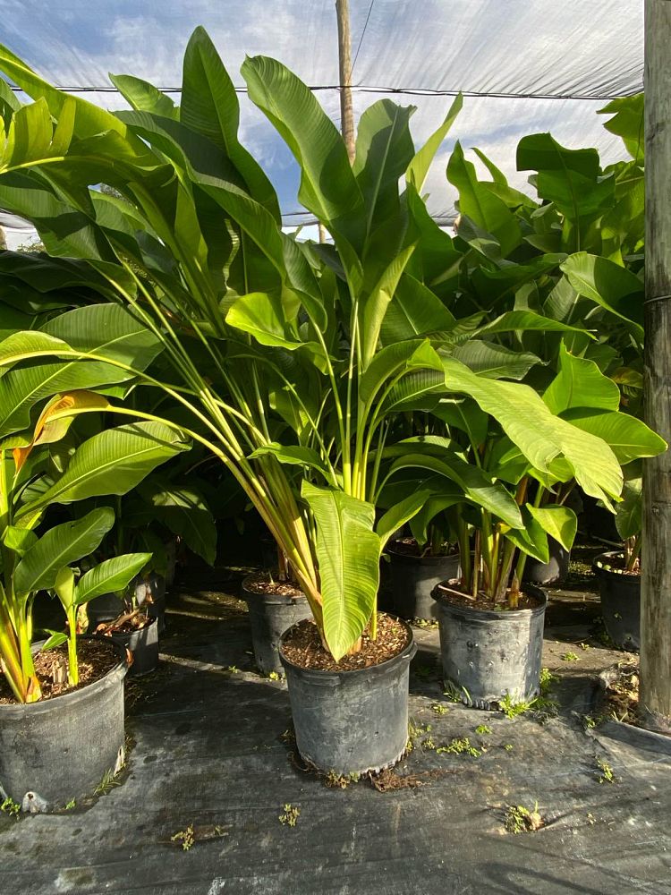 heliconia-caribaea