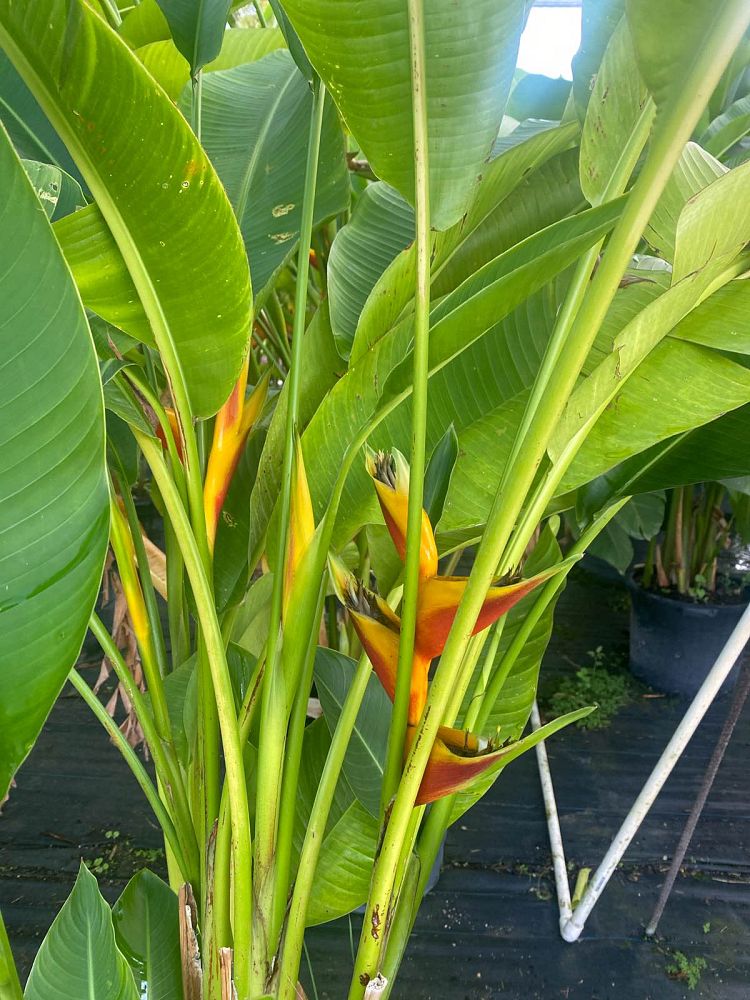 heliconia-caribaea