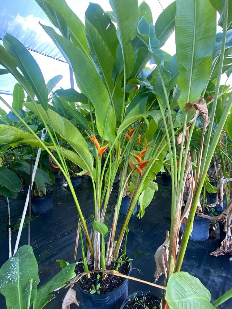 heliconia-caribaea
