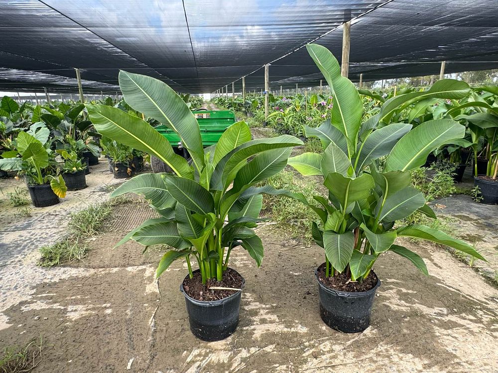 heliconia-caribaea