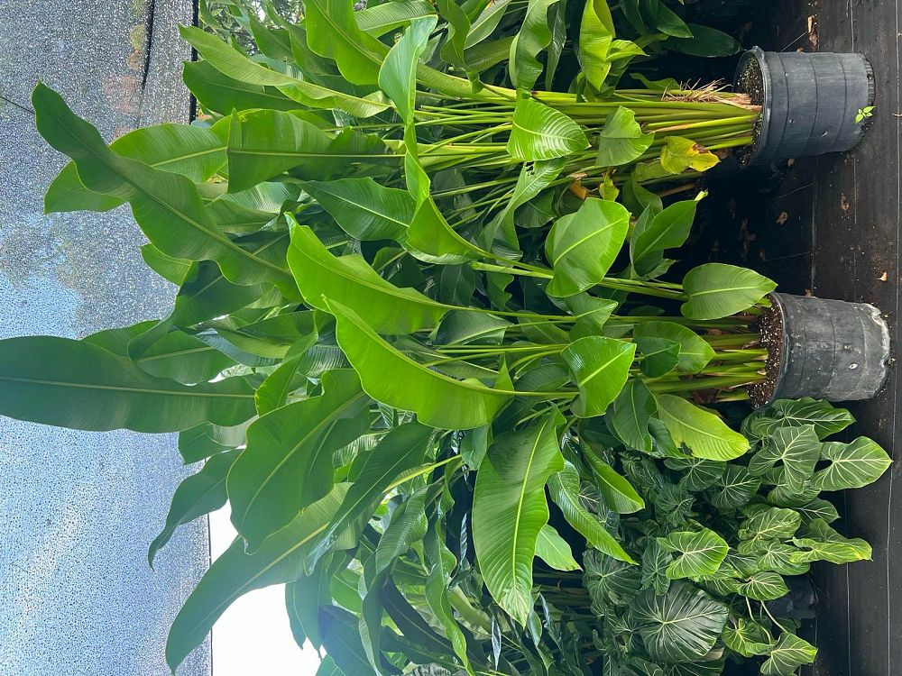 heliconia-caribaea