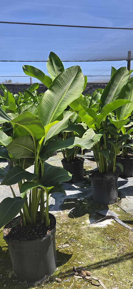heliconia-caribaea