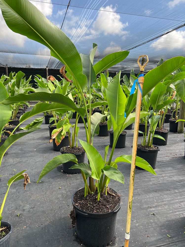 heliconia-caribaea