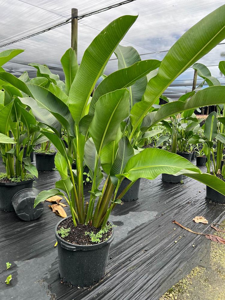 heliconia-caribaea