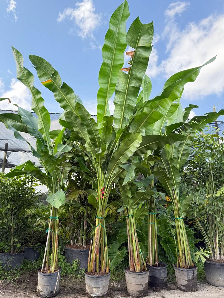 heliconia-caribaea