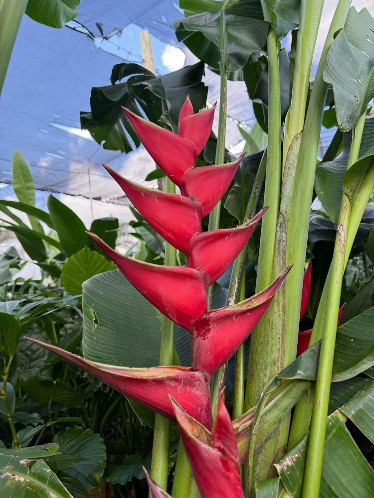 heliconia-caribaea