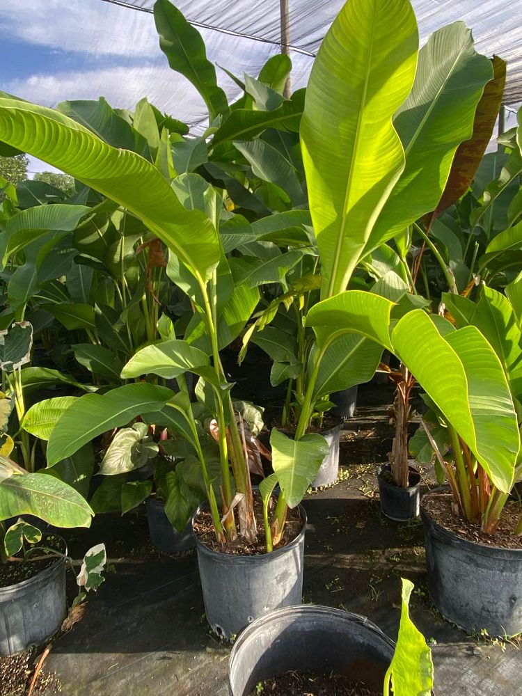 heliconia-caribaea-x-bihai-caribbean-sunset