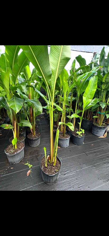 heliconia-caribaea-x-bihai-criswick