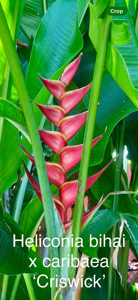 heliconia-caribaea-x-bihai-criswick