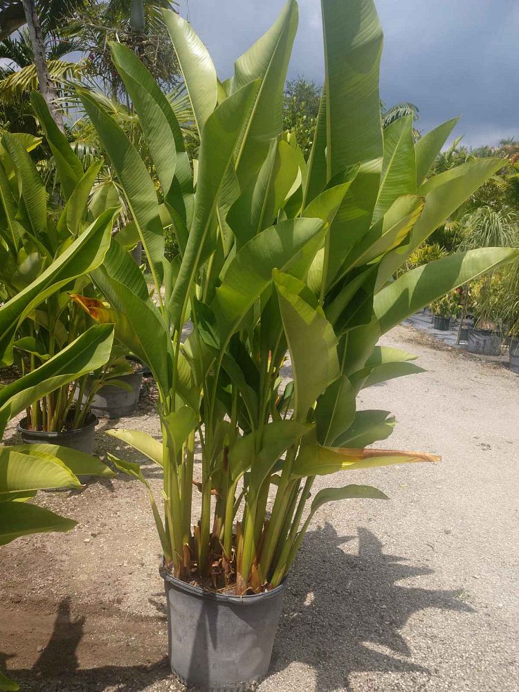 heliconia-caribaea-x-bihai-jacquinii