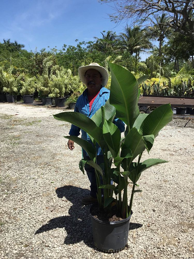 heliconia-caribaea-x-bihai-jacquinii