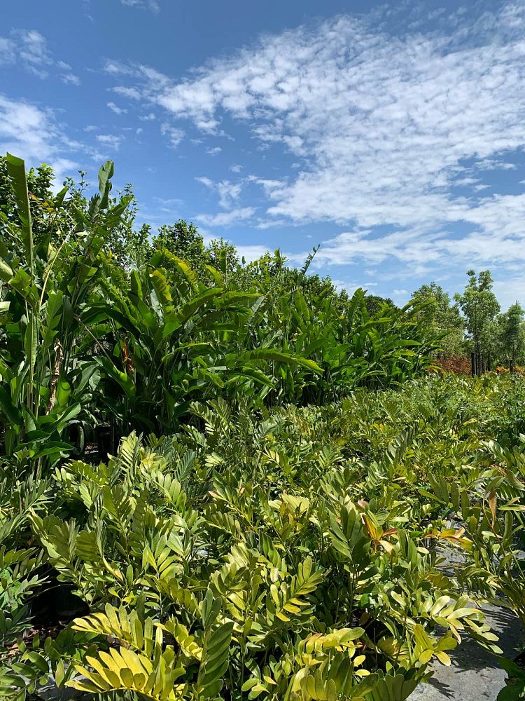 heliconia-caribaea-x-bihai-jacquinii