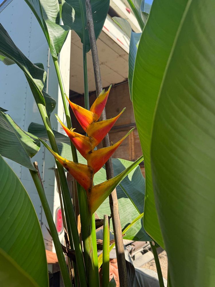 heliconia-caribaea-x-bihai-jacquinii