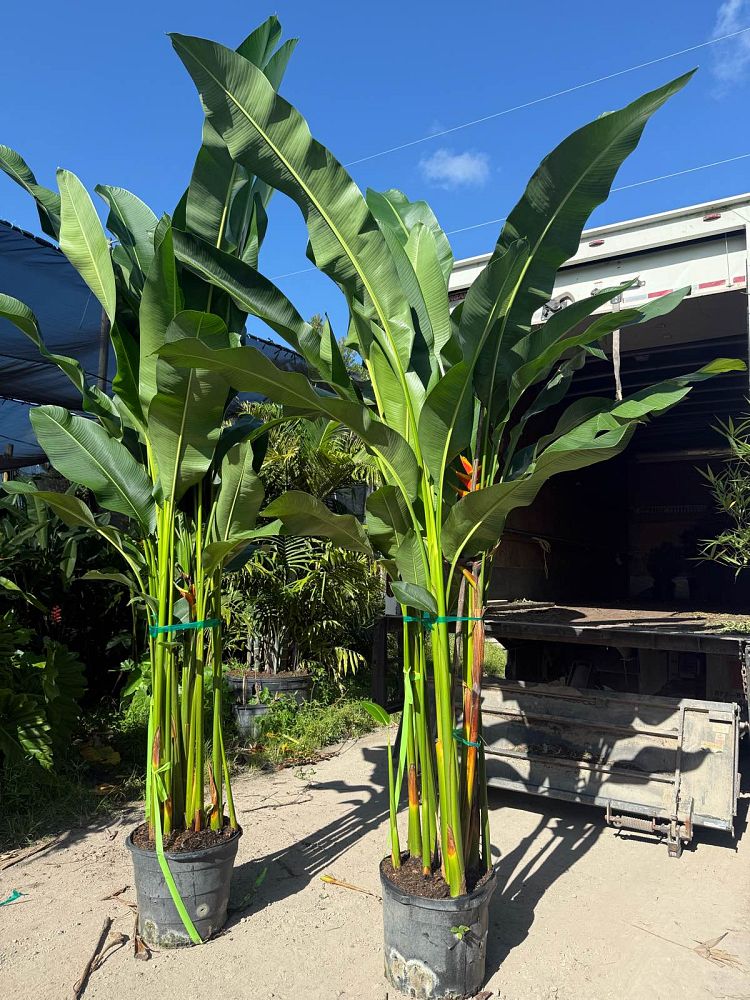heliconia-caribaea-x-bihai-jacquinii