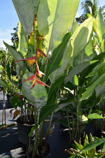 heliconia-collinsiana-scarlet-pendant