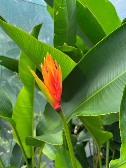 heliconia-episcopalis