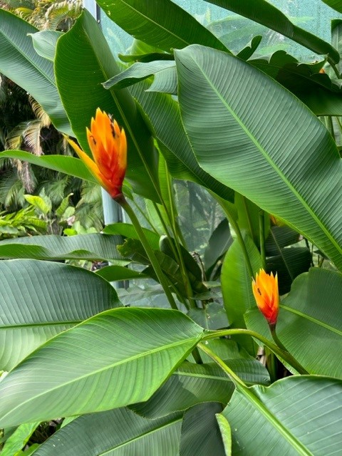heliconia-episcopalis