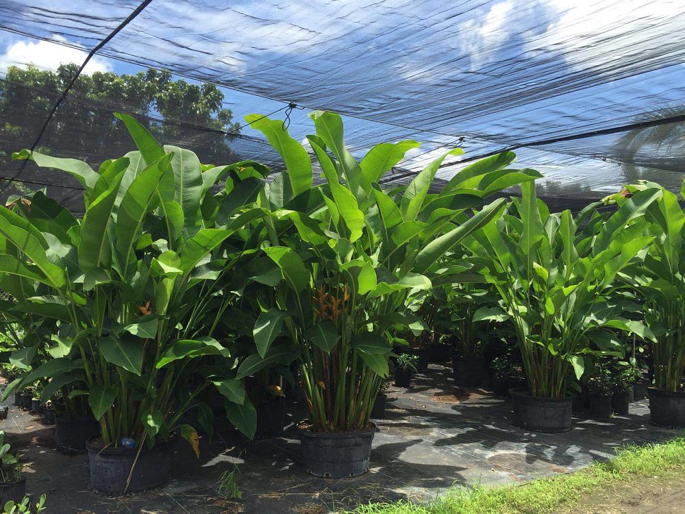 heliconia-false-bird-of-paradise