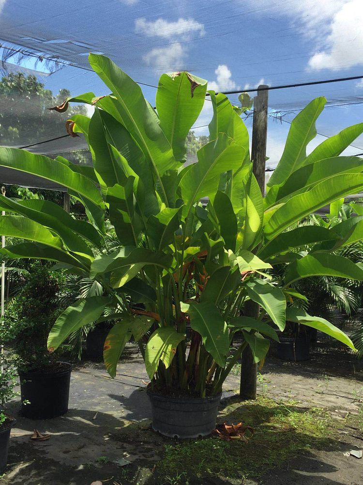 heliconia-false-bird-of-paradise