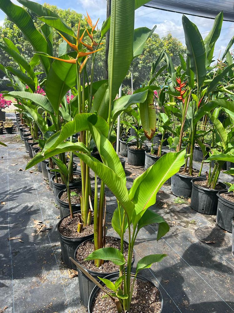 heliconia-false-bird-of-paradise