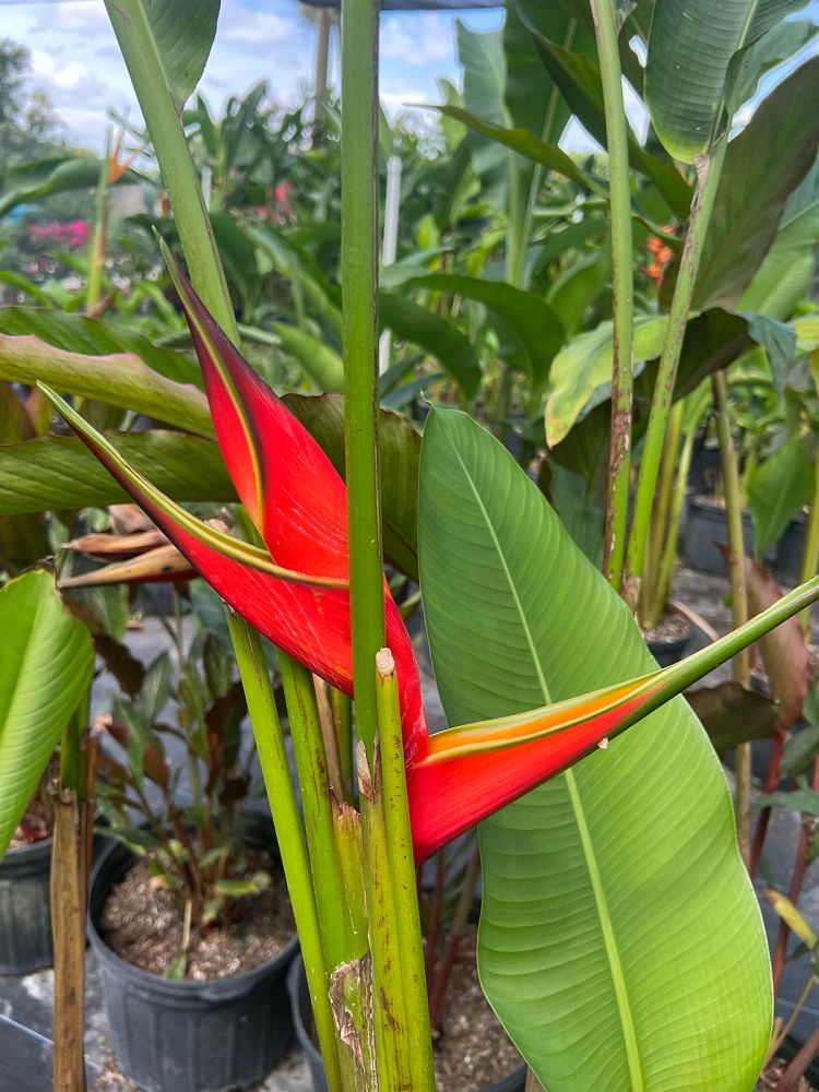 heliconia-false-bird-of-paradise