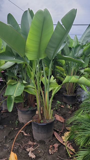 heliconia-false-bird-of-paradise