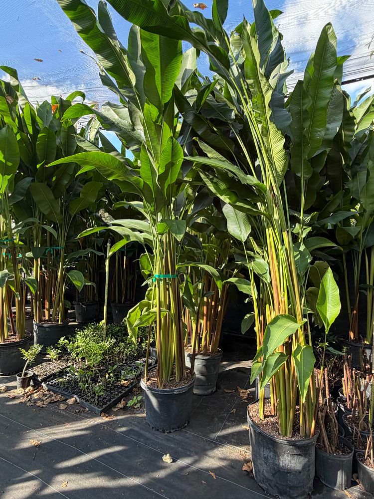 heliconia-false-bird-of-paradise