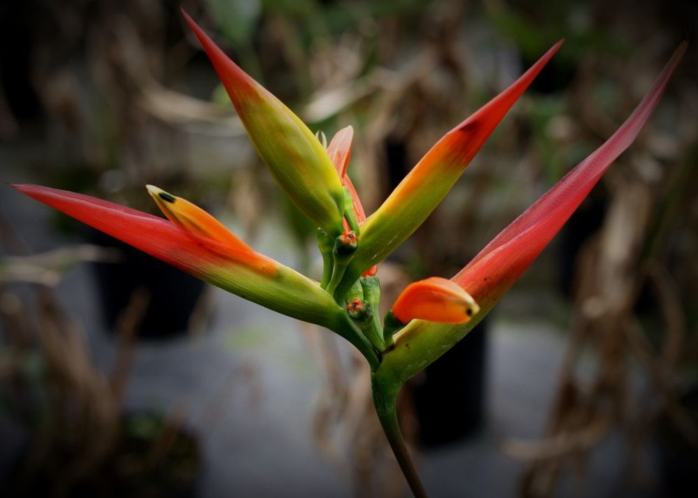 heliconia-hirsuta
