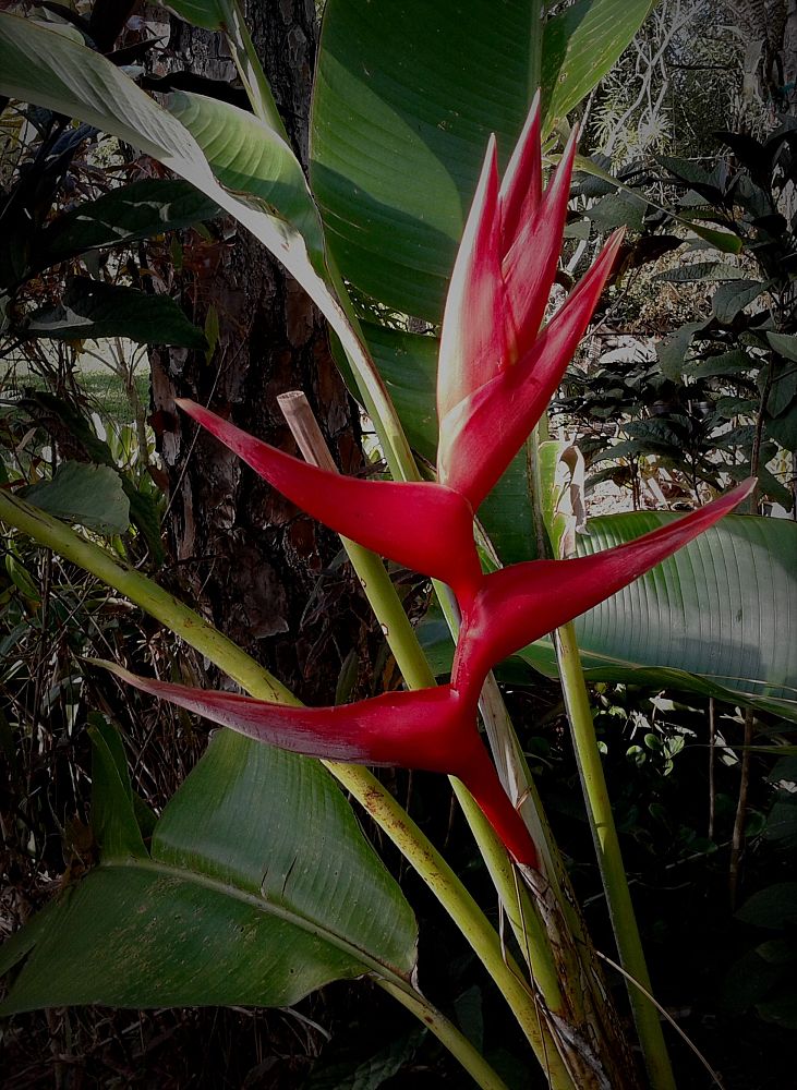 heliconia-hot-rio-nights