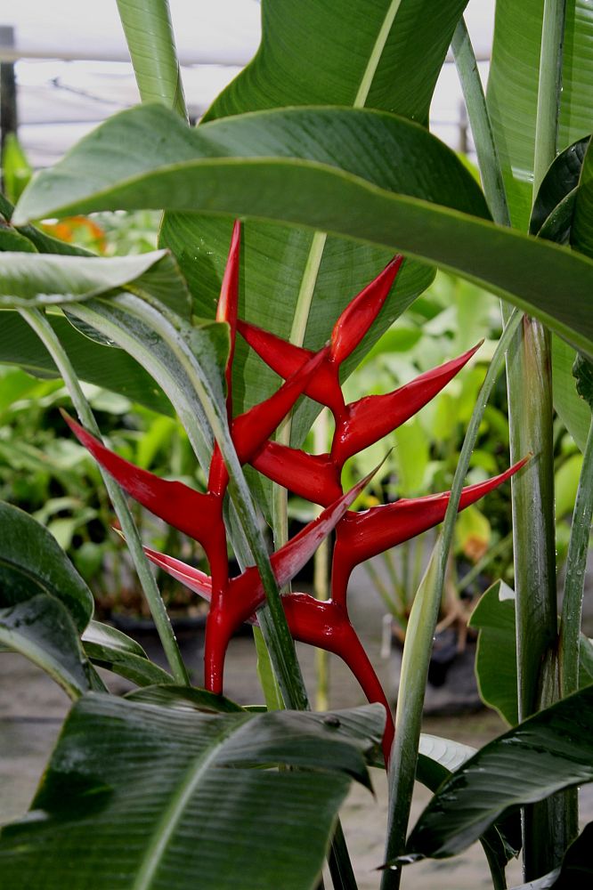 heliconia-hot-rio-nights
