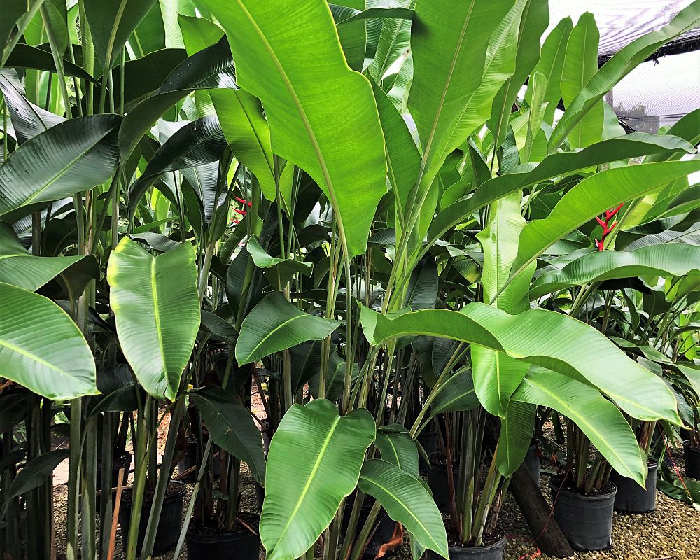heliconia-hot-rio-nights