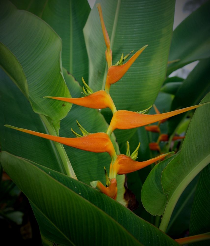 heliconia-latispatha-orange-gyro