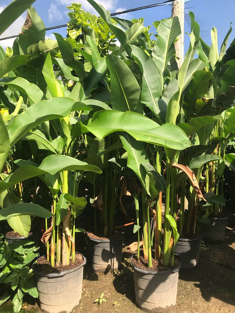 heliconia-latispatha-orange-gyro